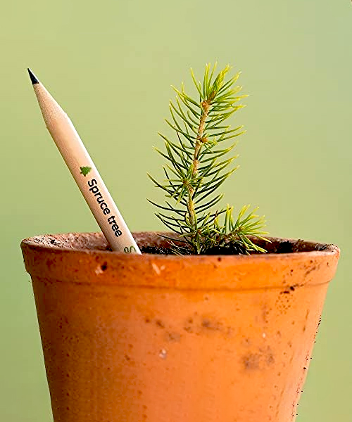 Bleistift wächst in Baum